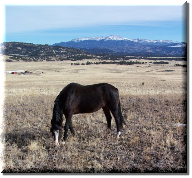 Hopalong Grazing